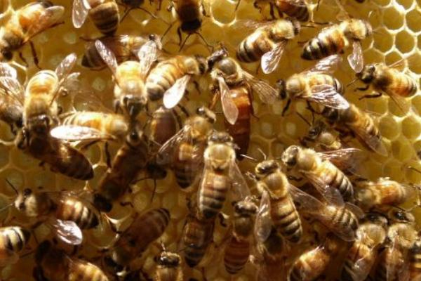 影响蜜蜂的生活环境有哪些？