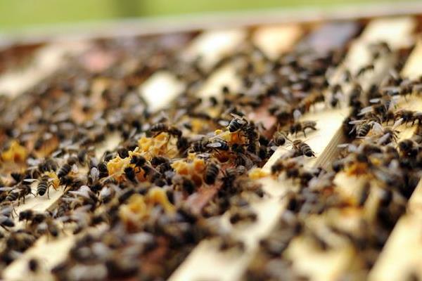 中蜂人工分蜂的5种方法
